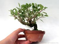 Celastrus orbiculatus shohin bonsai 03.