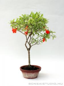 Punica granatum Nana prebonsai 02.