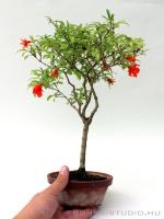 Punica granatum Nana prebonsai 02.