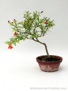 Punica granatum Nana prebonsai 03.