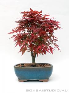 Acer palmatum - Japán juhar bonsai 23.