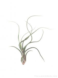 Tillandsia pseudobaileyi L - kötözetlen