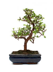 Portulacaria afra - Hajlított törzsű  bonsai - S