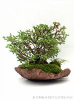 Chaenomeles japonica bonsai 01.}