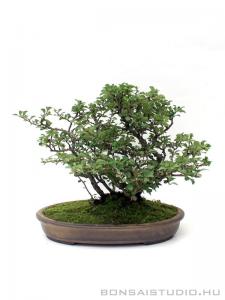 Chaenomeles japonica bonsai 02.