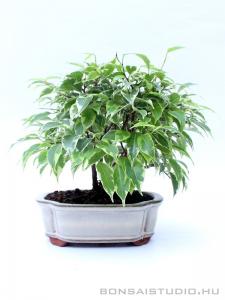 Ficus benjamina 'Variegata' bonsai 02.