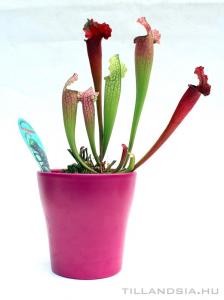 Sarracenia rovaremésztő növény kaspóval 03.