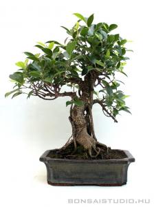 Ficus retusa bonsai mázas tálban 12.