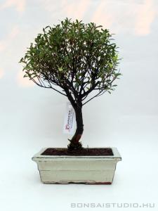 Syzingium buxifolium bonsai 04.