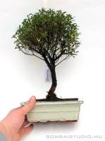 Syzingium buxifolium bonsai 04.