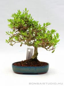 Ligustrum japonicum 01.