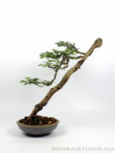 Bunjin Crataegus monogyna bonsai 01.