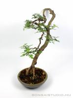 Bunjin Crataegus monogyna bonsai 01.