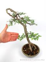 Bunjin Crataegus monogyna bonsai 01.}