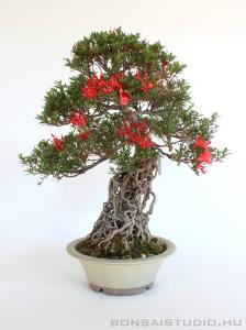 Neagari Satsuki azalea bonsai mázas kerámia tálban 02.