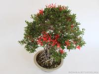 Neagari Satsuki azalea bonsai mázas kerámia tálban 02.