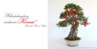 Neagari Satsuki azalea bonsai mázas kerámia tálban 02.