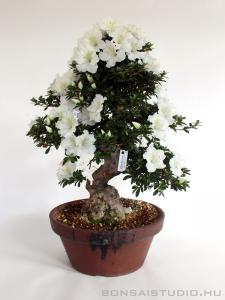 Rhododendron indicum bonsai 16.