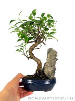 Ficus retusa beltéri bonsai hajlított törzzsel és kővel 01.