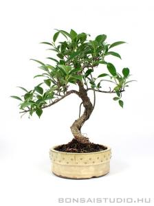 Ficus retusa beltéri bonsai hajlított törzzsel dobtálban 01.