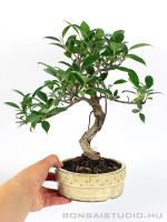 Ficus retusa beltéri bonsai hajlított törzzsel dobtálban 01.