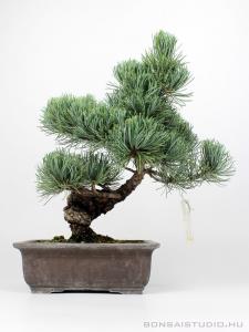 Fenyő bonsai - Pinus parviflora 01.