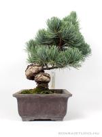Fenyő bonsai - Pinus parviflora 01.}