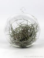 Air plant 05. - Tillandsia usneoides