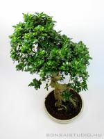 Nagy méretű bonsai hajlított törzzsel 01.