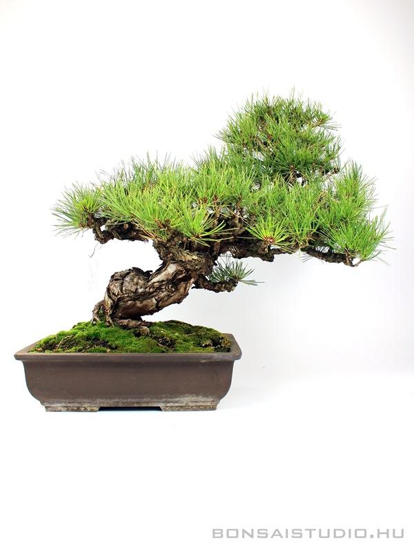 japanese pine tree bonsai Twisty Japanese Black Pine
