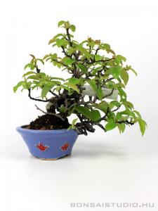 Chaenomeles sinensis japán shohin bonsai 01.