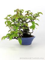 Chaenomeles sinensis japán shohin bonsai 01.