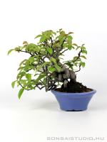 Chaenomeles sinensis japán shohin bonsai 01.}