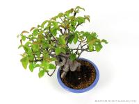 Chaenomeles sinensis japán shohin bonsai 01.}