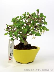 Lonicera sp. shohin bonsai 02.