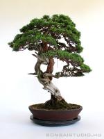 Juniperus chinensis 'Itoigawa' bonsai mázatlan tálban}