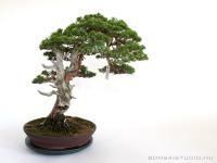 Juniperus chinensis 'Itoigawa' bonsai mázatlan tálban}