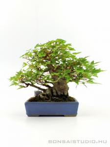 Acer buergerianum - Háromerű juhar shohin bonsai 01.