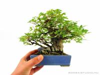 Acer buergerianum - Háromerű juhar shohin bonsai 01.}