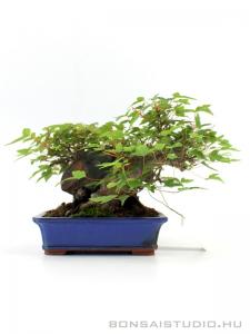 Acer buergerianum - Háromerű juhar shohin bonsai 02.