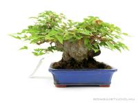 Acer buergerianum - Háromerű juhar shohin bonsai 02.}