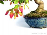 Euonymus alatus - Szárnyas kecskerágó bonsai}