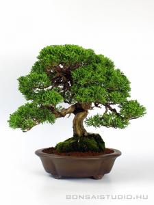 Juniperus chinensis 'Itoigawa' shohin bonsai japán bonsai tálban