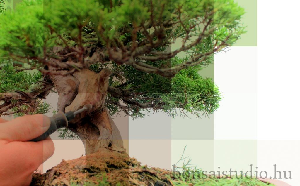 juniperus boroka bonsai alakitasa
