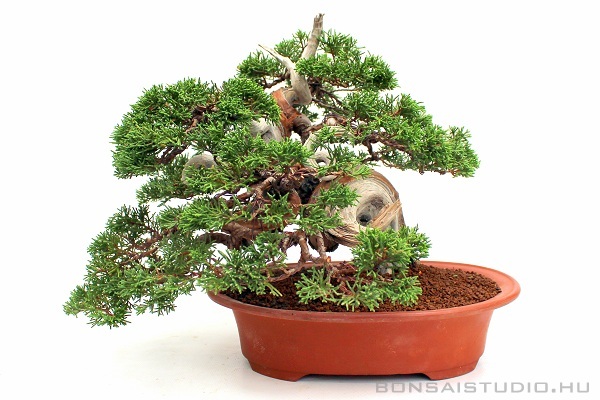 marczika bonsai studio webshop és bonsai vásárlás és rendelés