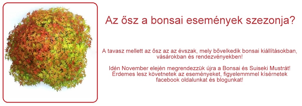 bonsai kiallitas kusamono bonsai esemenyek es kiallitasok marczika bonsai studio blogja orchidea webaruhaz ajanloval